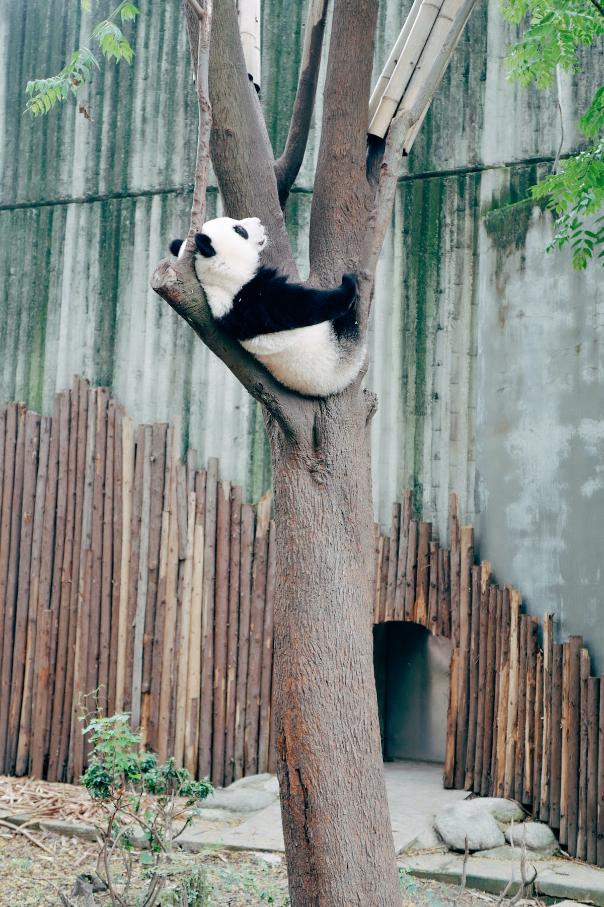 El oso panda como símbolo de la necesidad de cuidar la biodiversidad