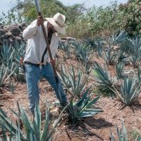 Agave