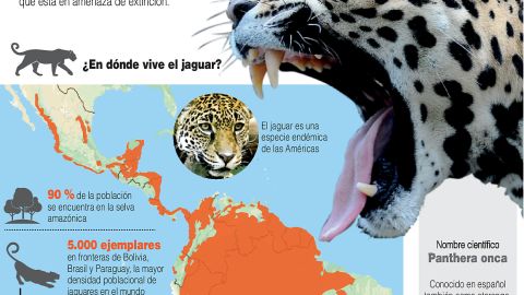 Infografía. Tráfico ilegal del jaguar