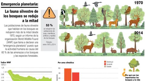 Infografía. Fauna silvestre de bosques