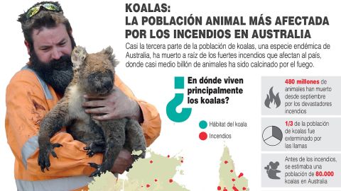 Infografía Koalas