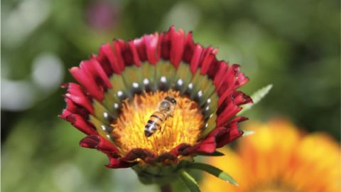Flor y abeja