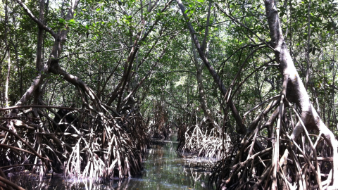 Manglar