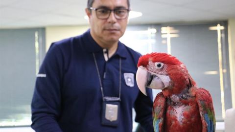 Guacamayo de Quillagua