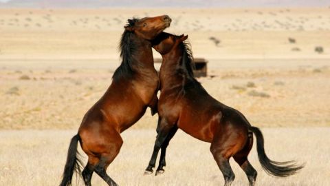 Caballos salvajes del desierto de Namibia
