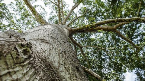 Colombia contra la deforestación
