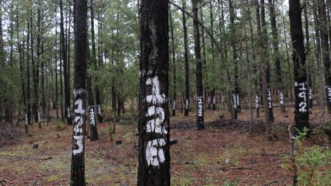 Bosques en Chihuahua