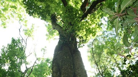 Árbol Maple