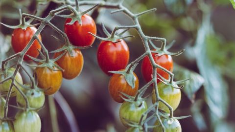 Alimentos sustentables