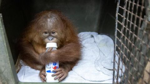 Orangután en Indonesia