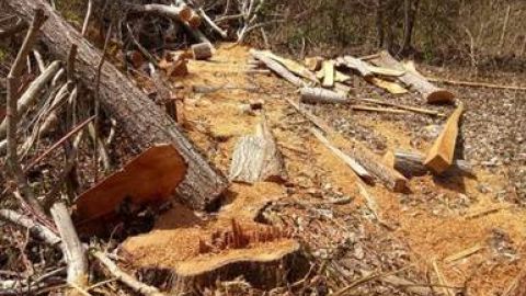 Profepa Cedro Rojo Campeche
