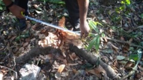 Profepa Quintana Roo