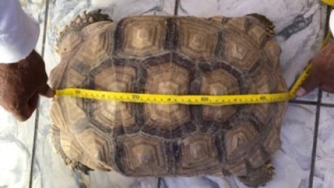 Baja California Sur asegura Tortugas 