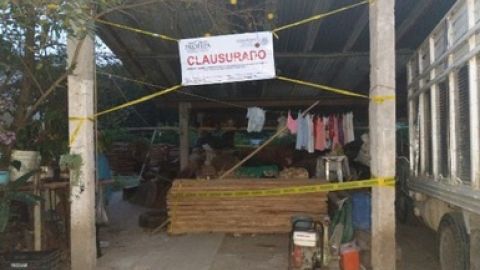 Clausura materias primas Profepa en Veracruz