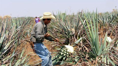 Tequila Cambio climático