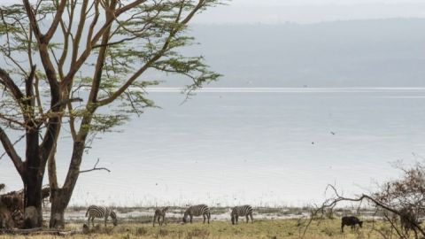 Lago Nakuru en Kenia