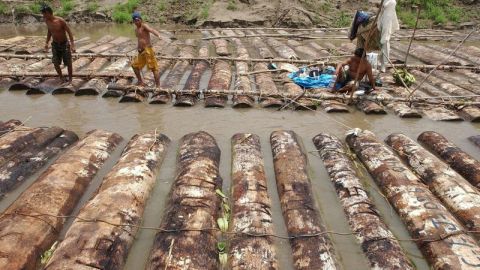 Perú contra tala ilegal
