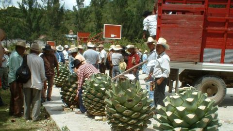 Productores de mezcal.