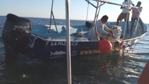 Profepa realiza desmalle de una ballena