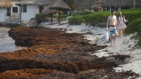 Sargazo en Caribe mexicano