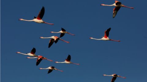 Flamencos