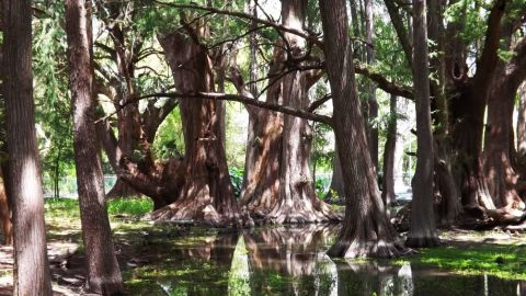 Parque Nacional el Sabinal