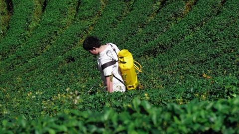 Cultivo y plaguicida