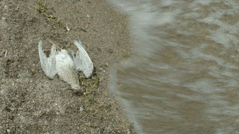 cuvivíes en Ecuador 