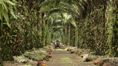 Plantación de palma