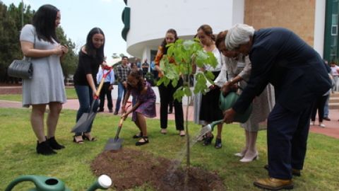 Conafor Reforestación