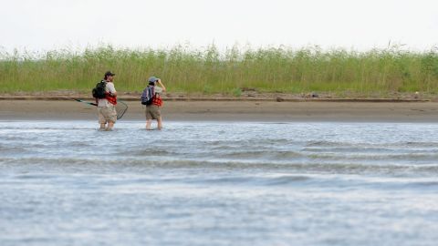 Zona mueta. Golfo de México