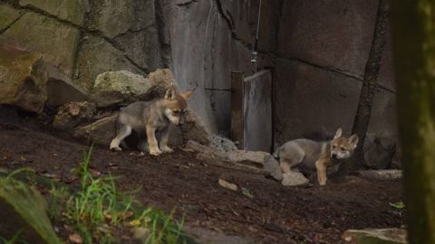 Nace camada de lobos mexicanos en Zoológico de Chapultepec