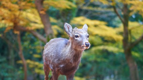 Ciervo en Nara