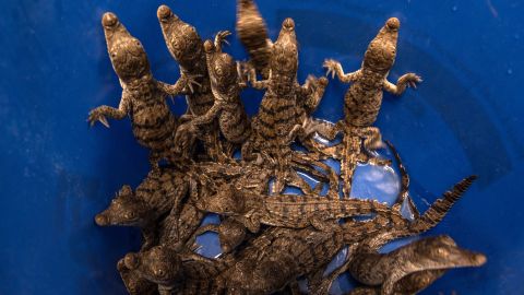 cocodrilos americanos