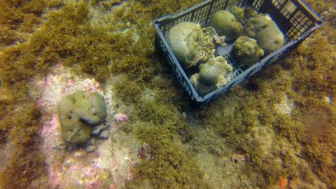 Corales enfermos de Síndrome blanco