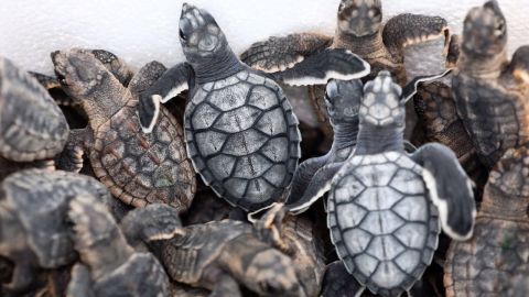 Crías de tortuga marina