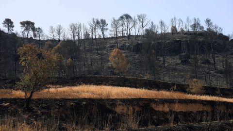 Actividad humana se vincula a intensa ola de calor en Europa