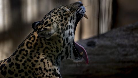 Jaguar