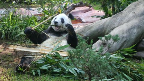 Oso panda