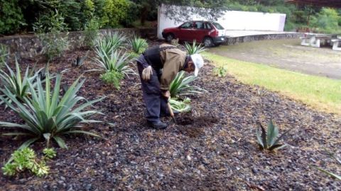 Revegetación en CDMX
