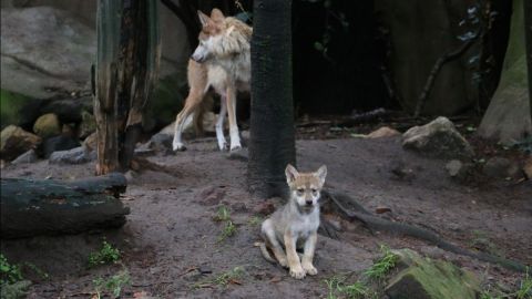 Lobos mexicanos
