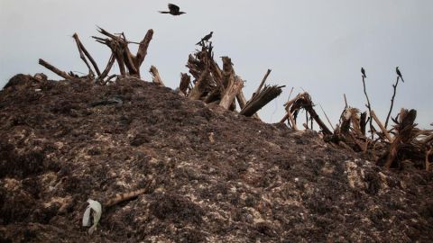 Acumulación de sargazo