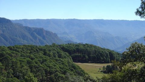 Bosques de Durango