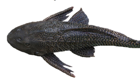Pez pleco