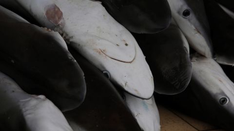 Pesca tiburones