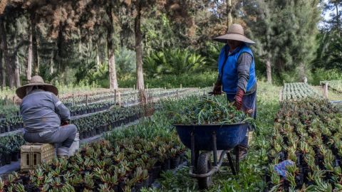 Sedema Reto Verde. Víveros