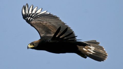 Aguila real