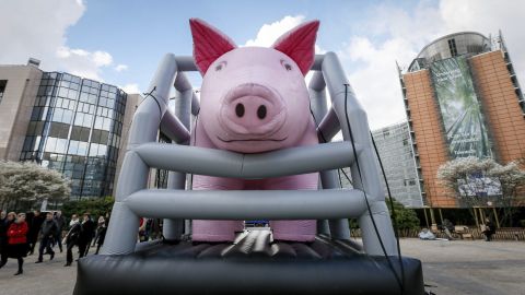 Instalacion. animales enjaulados