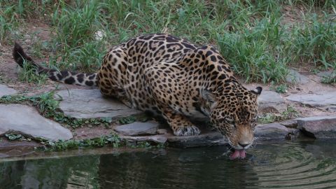 Jaguar