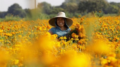 flor de cempasúchil